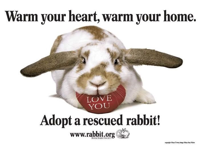February is AdoptARescued Rabbit Month! Tales From The PonyTails Blog